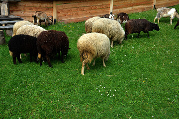 Sheeps in a meadow on green grass.