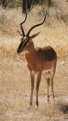 Springbock Antilope