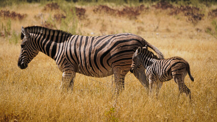 Fototapeta na wymiar Zebra Familie in der Savanne