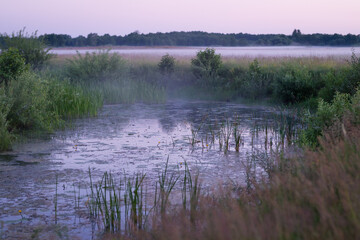 mist over swamp