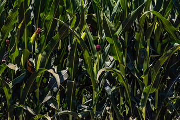 plant corn in the field