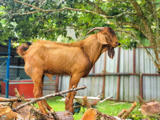 Goat for Qurban Eid al-Adha. Eid al-Adha is an Islamic festival to commemorate the willingness of...