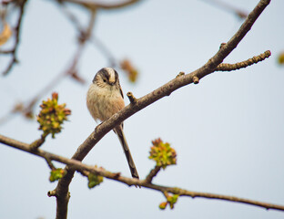 Long Tailed Tit