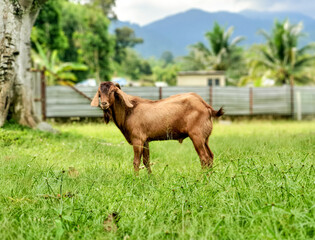 Goat for Qurban Eid al-Adha. Eid al-Adha is an Islamic festival to commemorate the willingness of...