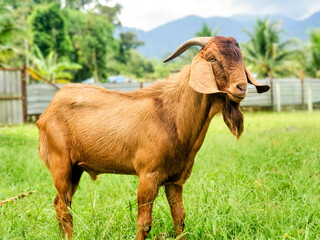 Goat for Qurban Eid al-Adha. Eid al-Adha is an Islamic festival to commemorate the willingness of Ibrahim (also known as Abraham) to follow Allah's (God's) command to sacrifice his son. 