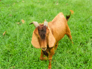 Goat for Qurban Eid al-Adha. Eid al-Adha is an Islamic festival to commemorate the willingness of Ibrahim (also known as Abraham) to follow Allah's (God's) command to sacrifice his son. 