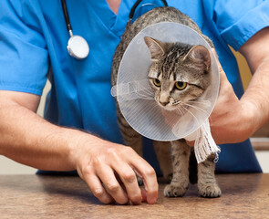 Veterinarian putting cone of shame on tabby cat