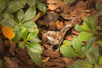 PAJARO EN EL JARDIN, ENTRE HOJAS VERDES.