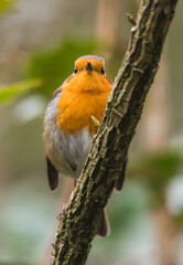 Looking Straight Ahead