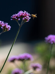 The bee and the flower