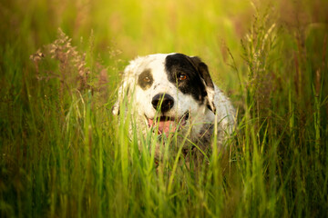 Pies przyczajony w trawie  - obrazy, fototapety, plakaty