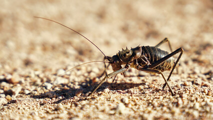 Afrikanisches Insekt Long Cricket