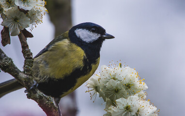 Yellow Tit amongst the Flowers