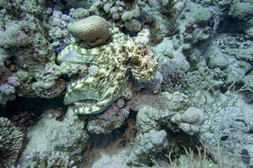 Octopus in the Red Sea, Egypt