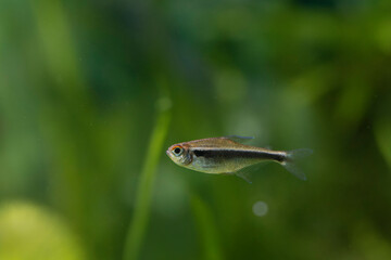 Freshwater fish Black neon Hyphessobrycon Cheirodon herbertaxelrodi in close view