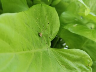 Kleine Spinne auf grünem Blatt Close Up