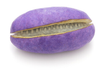 Akebia quinata, chocolate vine isolated on white background