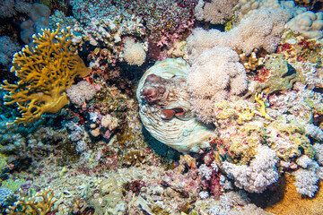 Fototapeta na wymiar Octopus in the Red Sea, Egypt