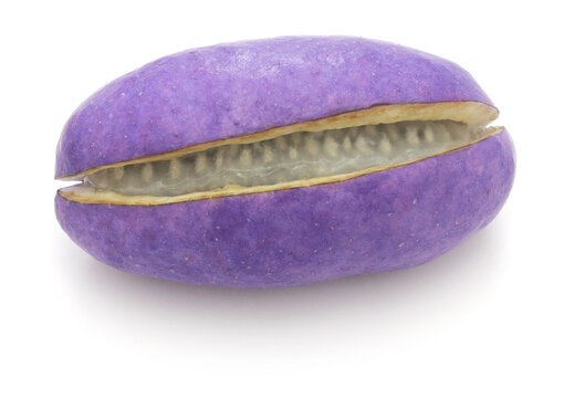 Akebia quinata, chocolate vine isolated on white background