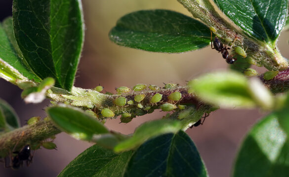 Aphids suck the sap from plants. Ants guard their aphids. Selective focus.