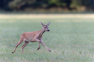 European Roe-Deer Capreolus capreolus in close-up