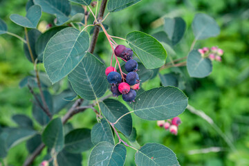 Close up of red and pink berries of the plant shadbush or juneberry or Amelanchier