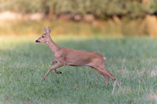 European Roe-Deer Capreolus capreolus in close-up