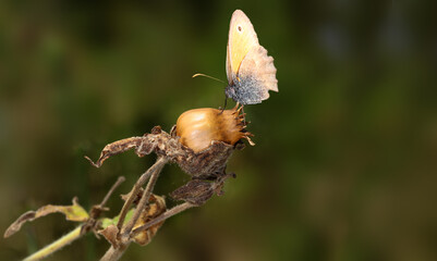 A small moth on a dry seed box of a plant on a blurred green background