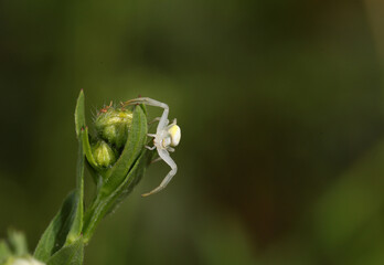 A translucent small spider with many eyes is a successful predator of the microcosm.