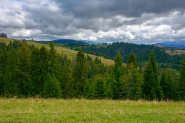 coniferous forest on the grassy hill. mountainous landscape in early autumn on a cloudy day. explore the carpathian countryside