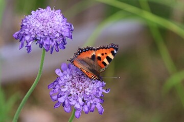 kleiner Fuchs sitzt auf lila Blüte