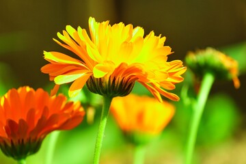 Ringelblume mit gelber Blüte