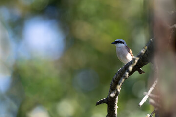 Bird Red-backed shrike Lanius collurio perching