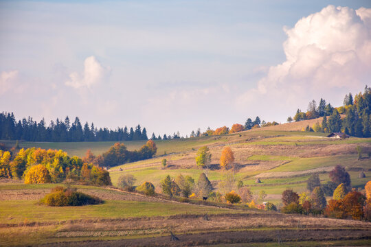 countryside mountain landscape. rural fields, pastures and trees on rolling hills. transcarpathian scenery of volovets region on a sunny autumn day