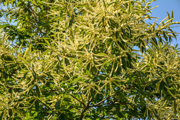 Blooming sweet Chestnut tree, edible plant.