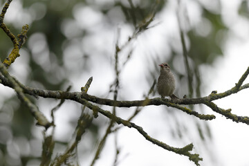 Bird Red-backed shrike Lanius collurio perching