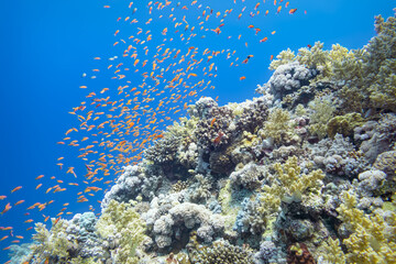 A shoal of Anthias above a Coral Reef in the Red Sea, Egypt.