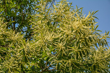 Blooming sweet Chestnut tree, edible plant.