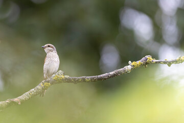 Bird Red-backed shrike Lanius collurio perching