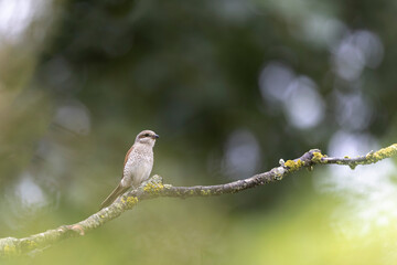 Bird Red-backed shrike Lanius collurio perching