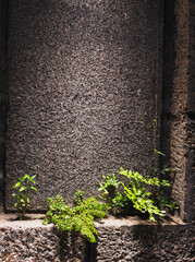 a close up photo of plants struggled to grow out from the gap between concrete and cement