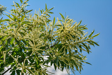 Blooming sweet Chestnut tree, edible plant.