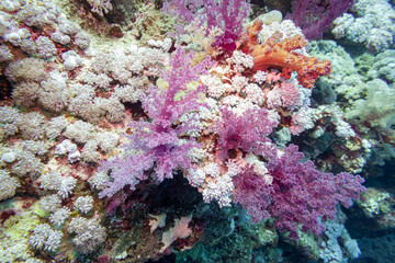 Brightly Coloured Soft Coral in the Red Sea, Egypt
