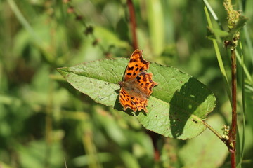 Obraz premium A closeup of an orange and black butterfly at a nature reserve. This photo was taken on a warm and sunny summer morning. There are many butterflies at this park, a long with other wildlife.