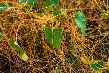 Amar bail or dodder (Cuscuta) - yellow parasitic plant without leaves. Cuscuta is a commonly used...