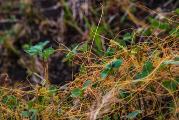 Amar bail or dodder (Cuscuta) - yellow parasitic plant without leaves. Cuscuta is a commonly used in traditional Chinese medicine. on green grass, racemosa,  cipó-chumbo, Yellow filaments