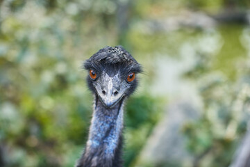 Emu Bird head in Wilderness. Wild Bird Emu looking into camera. Blurry green Background