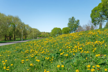 Summer park with a field of yellow dandelions