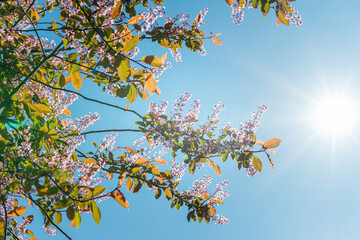 Pink spring flowers blooming on trees against a blue sky background
