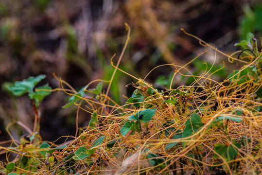 Amar bail or dodder (Cuscuta) - yellow parasitic plant without leaves. Cuscuta is a commonly used in traditional Chinese medicine. on green grass, racemosa,  cipó-chumbo, Yellow filaments